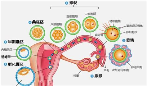 试管婴儿助孕