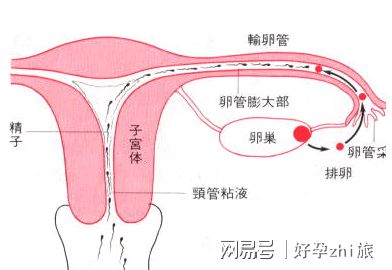 试管婴儿