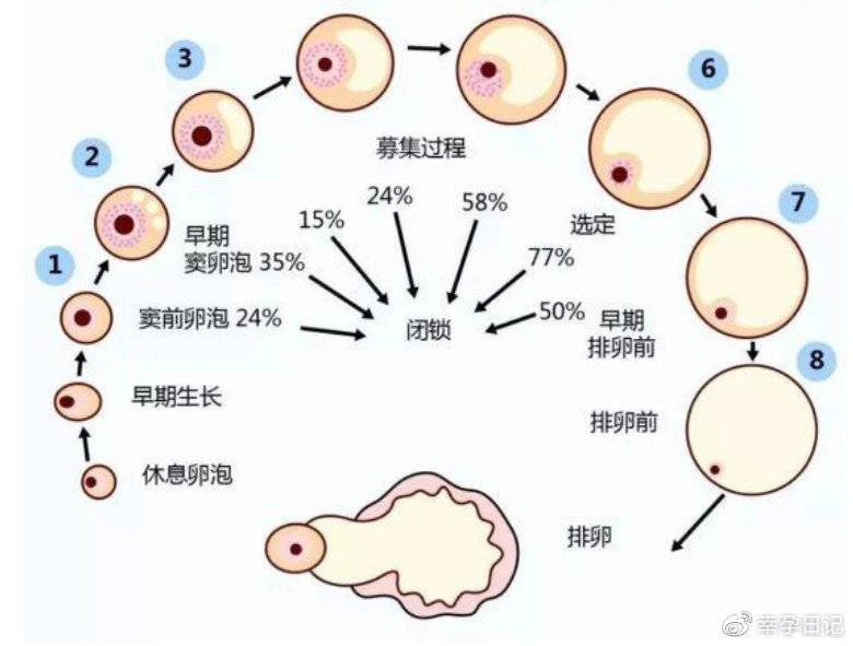 试管婴儿
