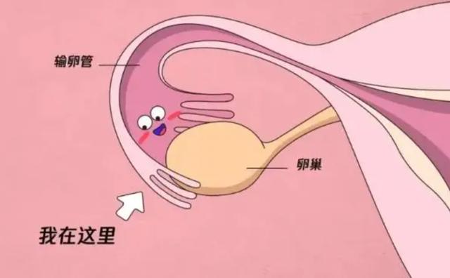 妇幼试管婴儿