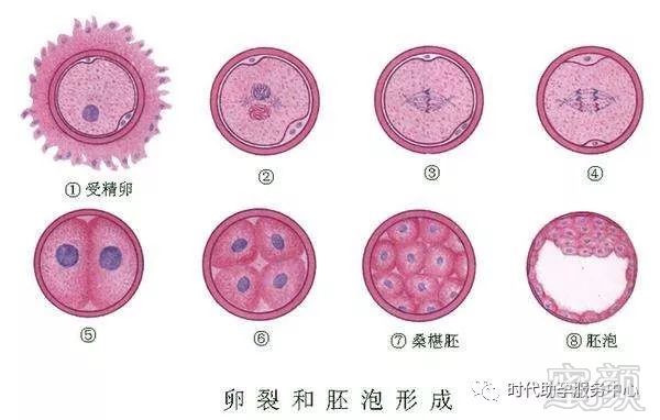 试管婴儿