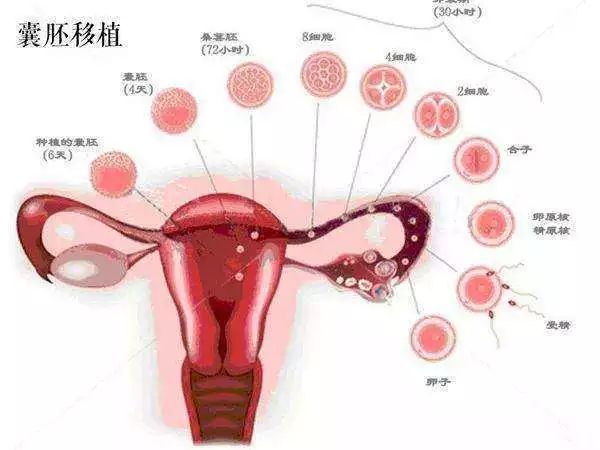 体外养卵