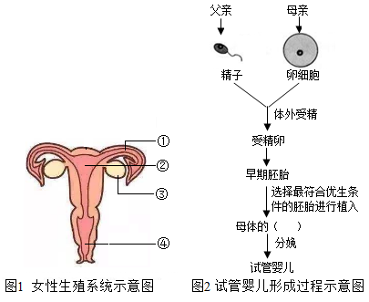试管婴儿费用