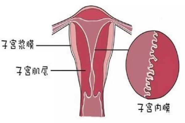 体外受精