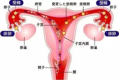 上饶捐卵机构公司